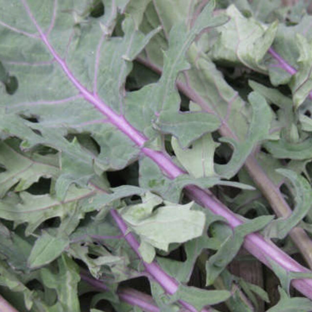 Kale ‘Red Russian’ Seed