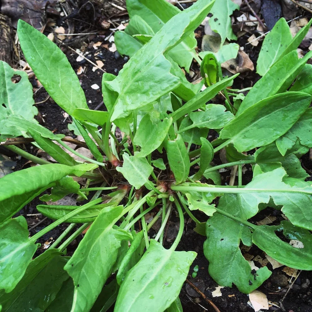 French Sorrel  Resilience Design