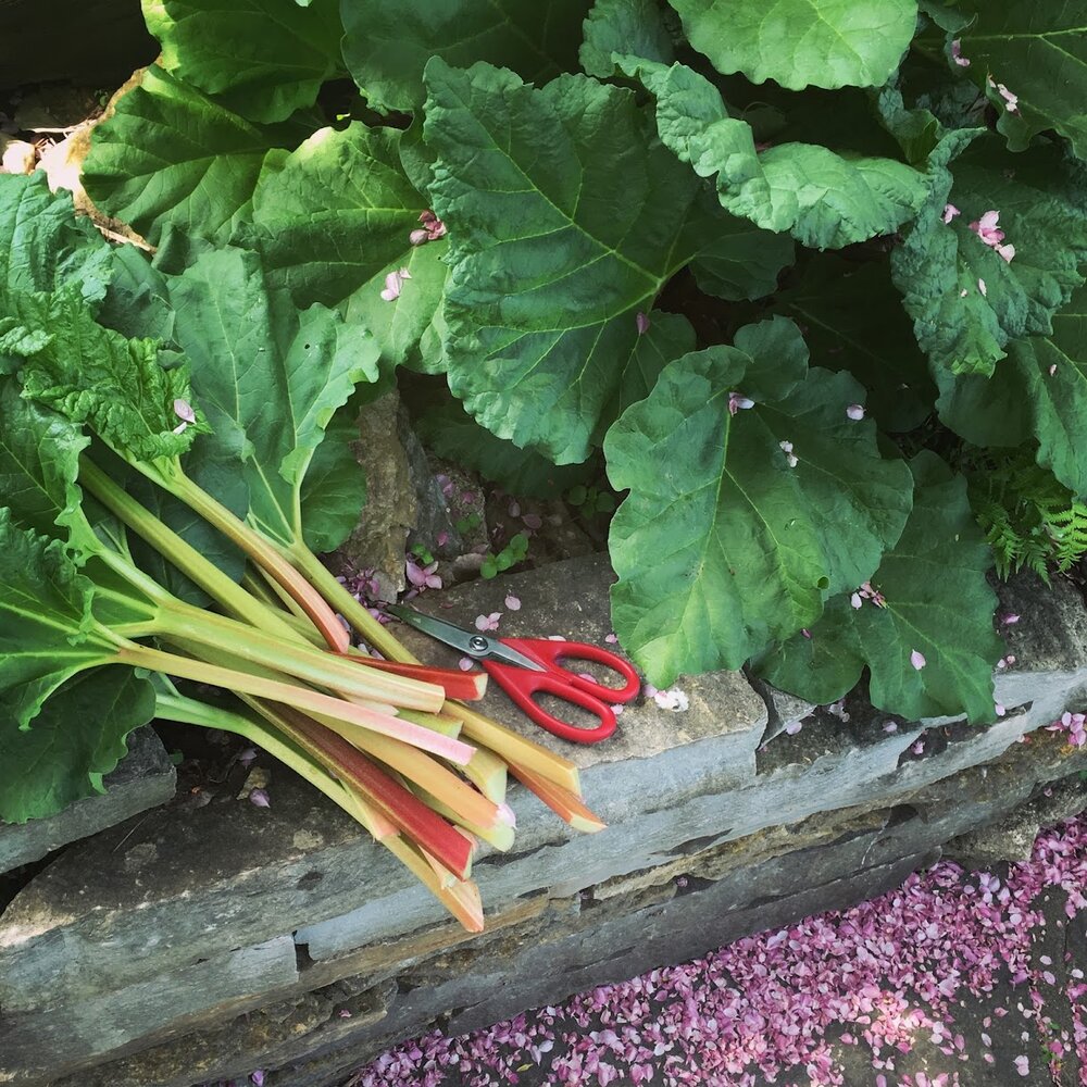 Rhubarb (Pie Plant) — Resilience Design