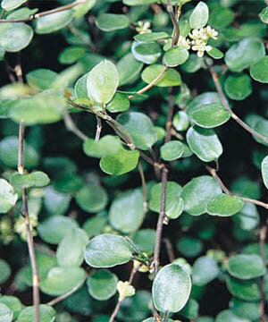Mulhenbeckia_axillaris_Creeping_wirevine.jpg