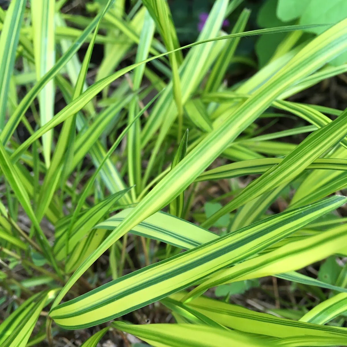 Japanese_forest_grass_MMM.jpg