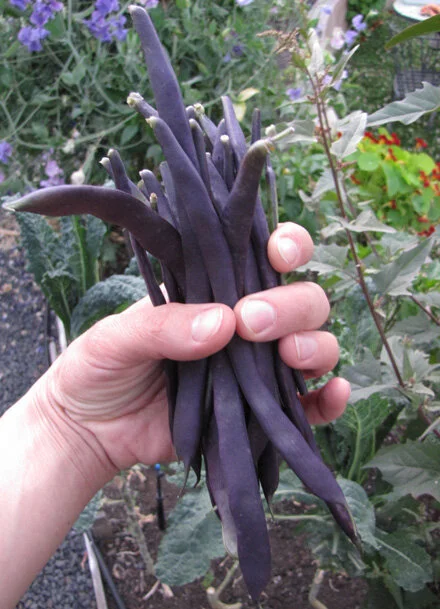 Pole Bean 'Kew Blue' Seed