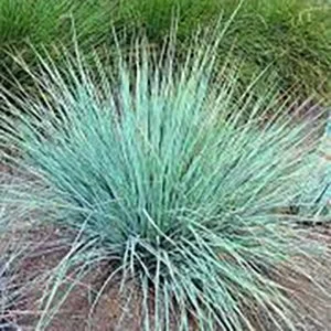 Blue Oat Grass