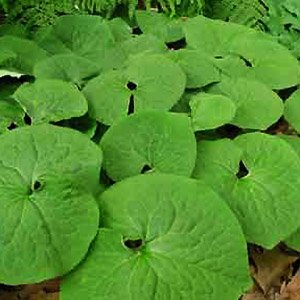 Wild_ginger.jpg