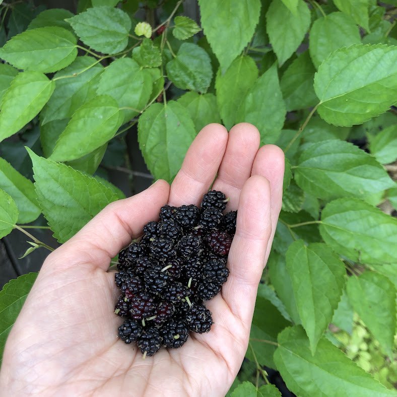 Dwarf Mulberry