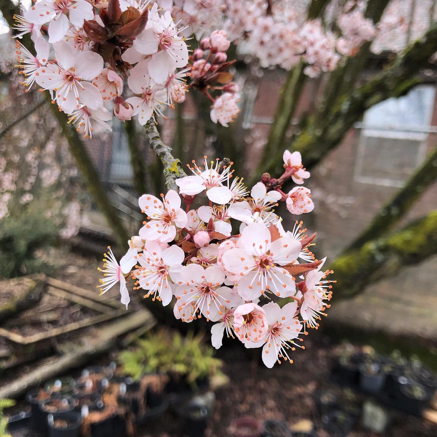 Plants are waking up in the nursery!

Our moving sale goes till 3/30 - order online before Friday for 20% off.

Pick up your plants 3/31-4/2 in Overlook Neighborhood, North Portland.

There are some species sold out but a LOT of wonderful things stil