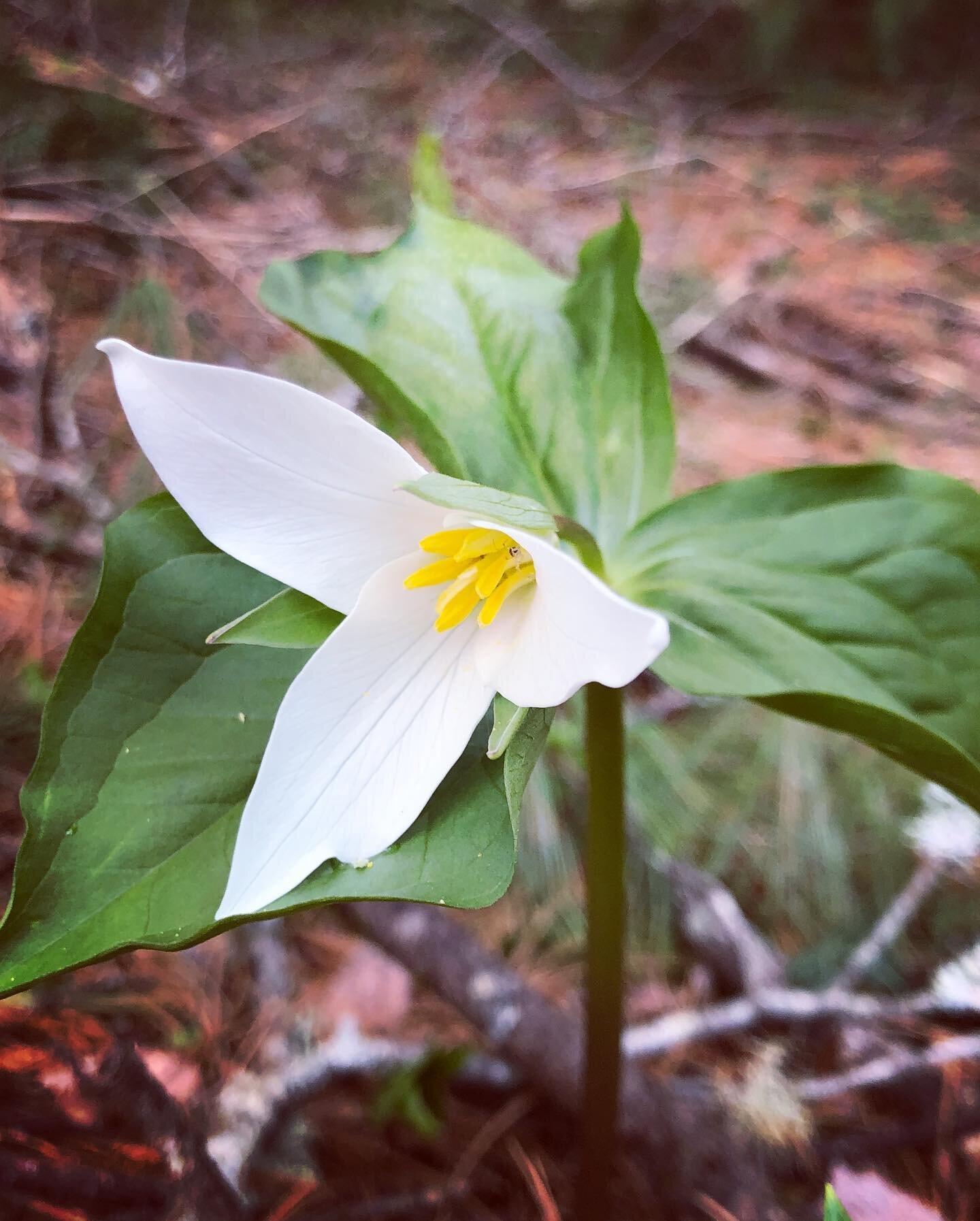 Searching for the first trillium at @hoytarboretum

We found just a couple opening&hellip;So many plants are late this year! We got hailed on but saw many beautiful things in the forest including Western trillium, colt&rsquo;s foot and yellow stream 