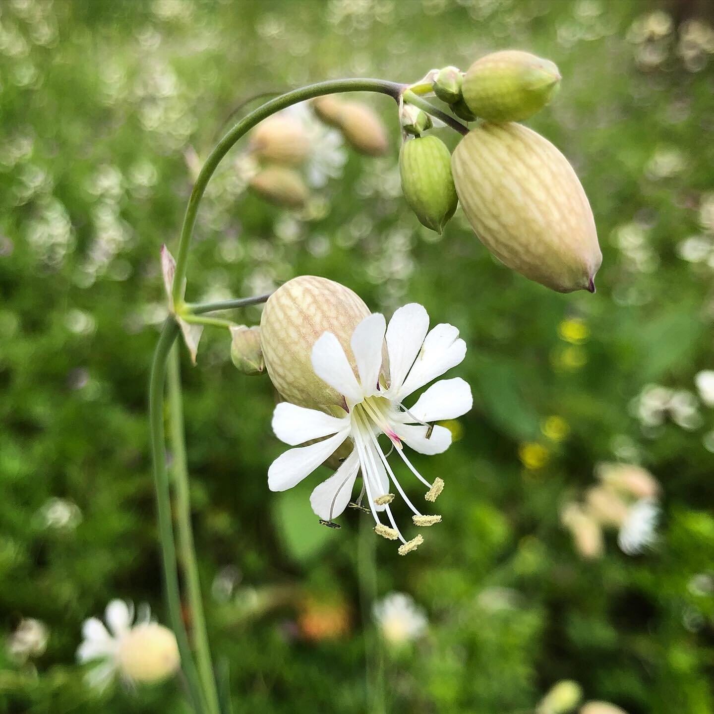 Plant of the week: Sculpit

Aka Stridolo (Silene inflata) in the Caryophyllaceae (Carnation family). 

There is a town in aItaly that has a Sculpit festival in spring.

A perennial flower with tasty spring greens. I make a vegan pesto with pea shoot,