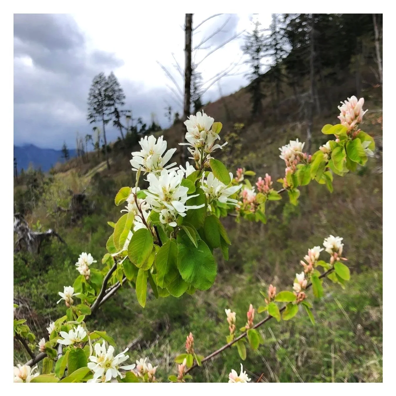 Serviceberry_WindRiver_Flores_MM.jpg