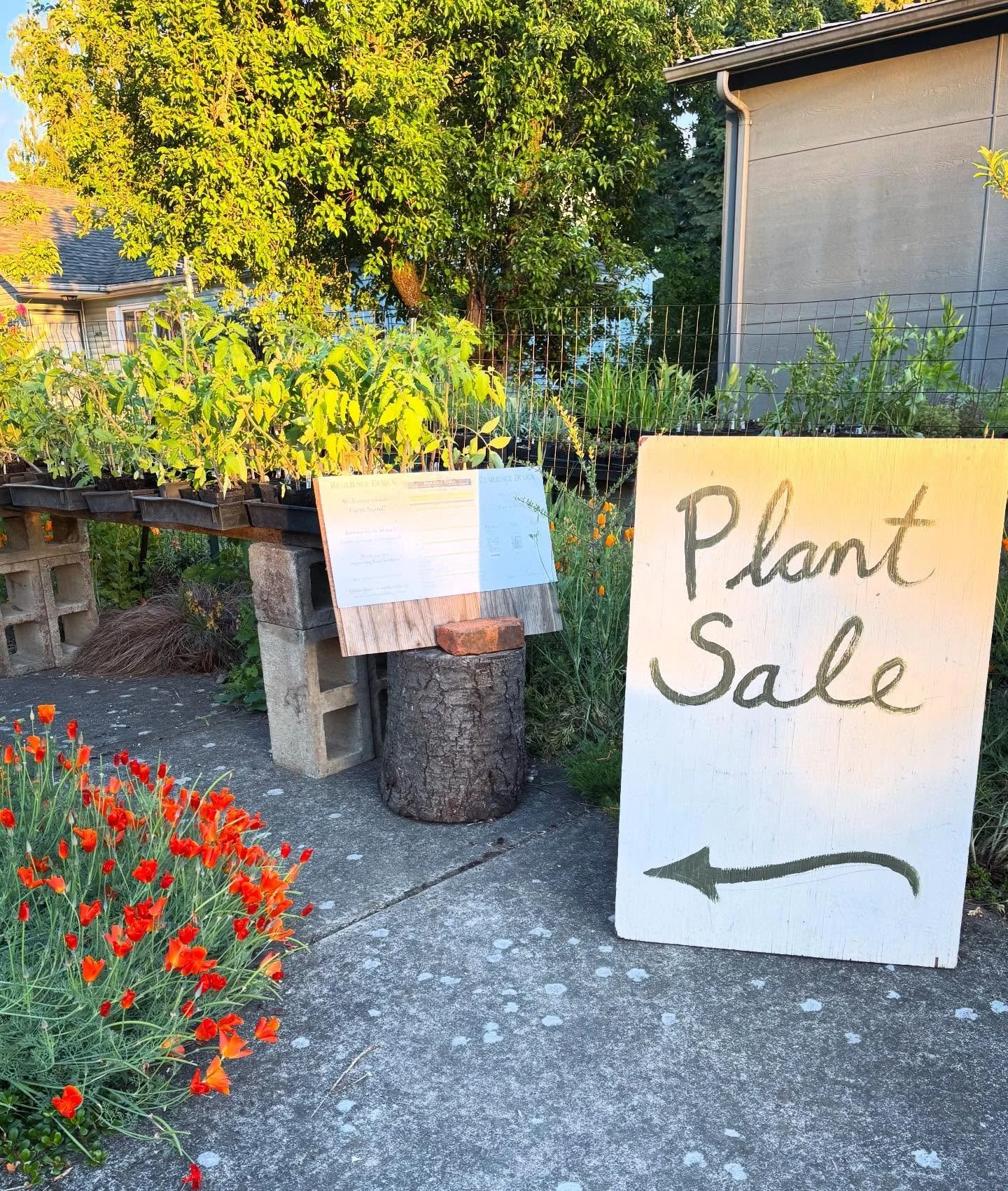 Join us for our plant sale and bake sale + coffee popup this Sat, May 23 with our friends @dearfranciscoffee, @babciabread and @goodsilence!

Or stop by anytime for tomato starts&hellip;our new little farm stand is self-serve and has 19 varieties of 