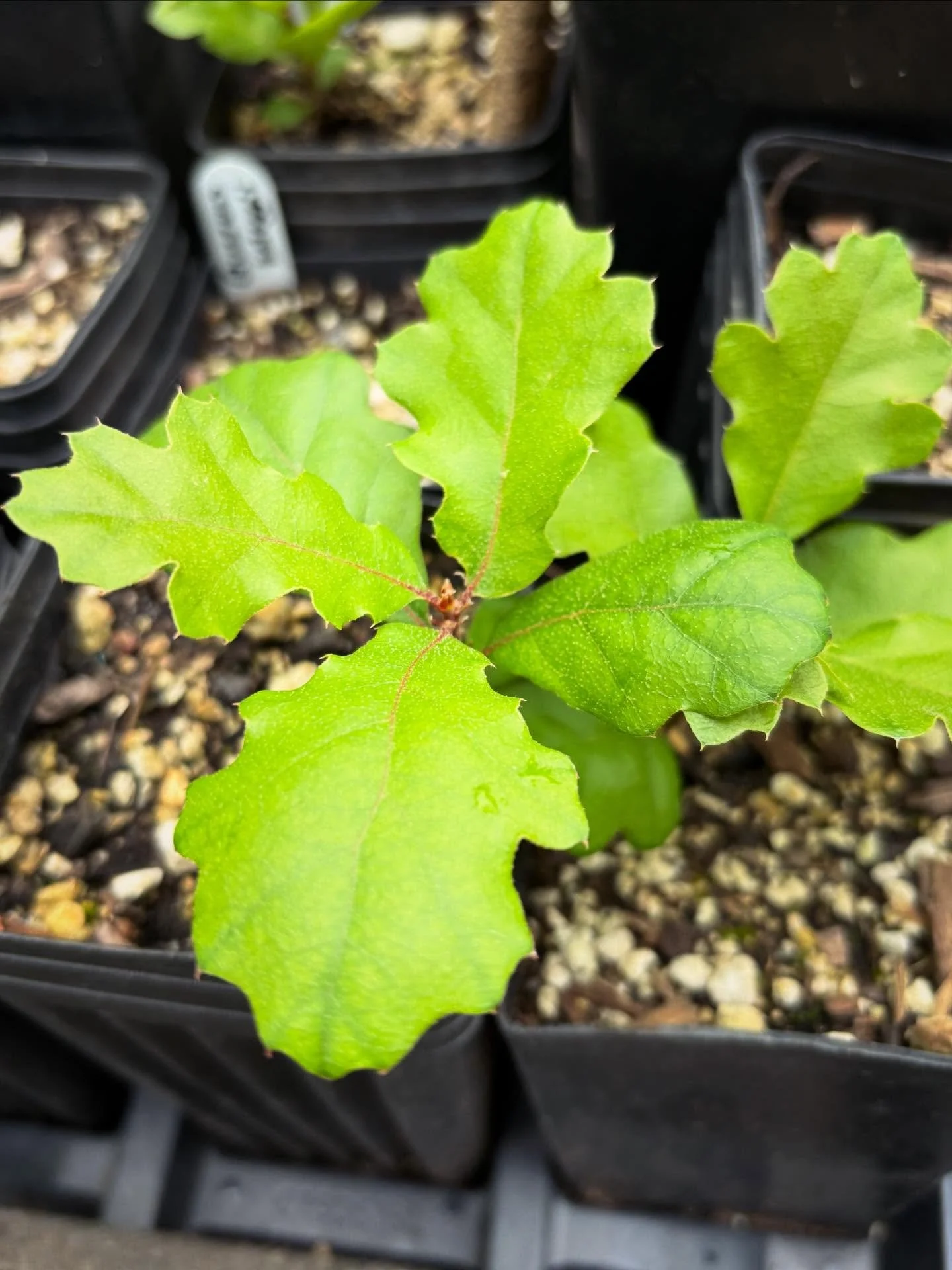 Three multi-functional and beautiful West coast tree species the nursery that we&rsquo;re growing currently. We&rsquo;re excited to use more in climate-adapted landscape designs:

Western redbud
California buckeye
Black oak

#droughttolerant #climate