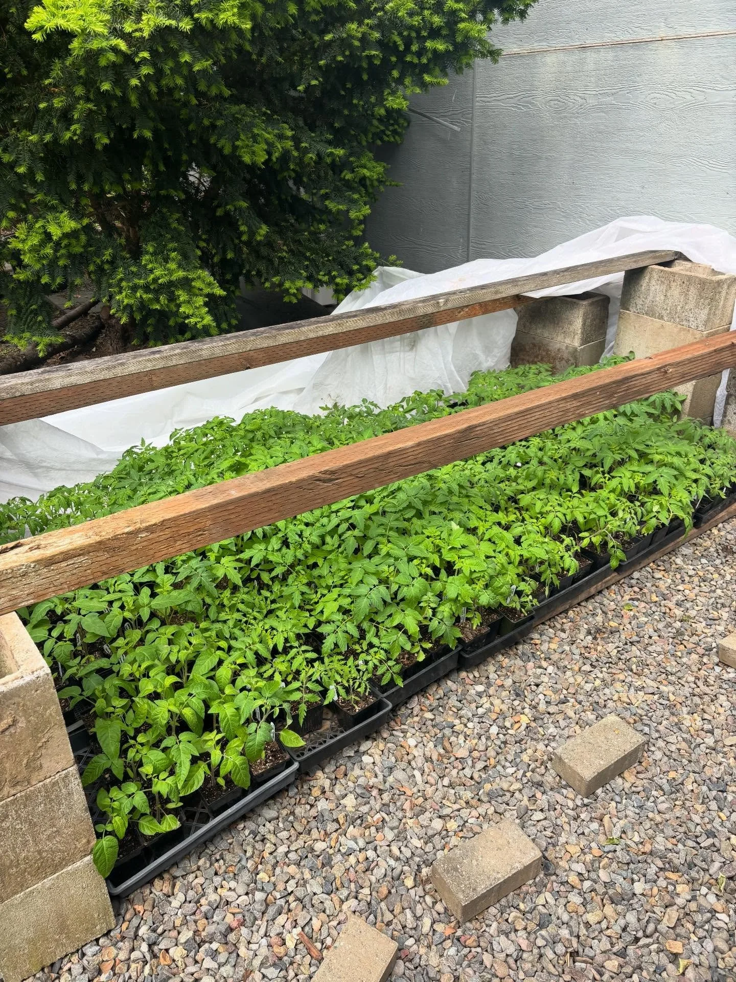 Tomato start update: they are ready to be planted! Our starts are getting big and loving the sunny days lately.

Growing tomatoes without a greenhouse was interesting! Here&rsquo;s the set up, made with materials found lying around. 

This work is a 