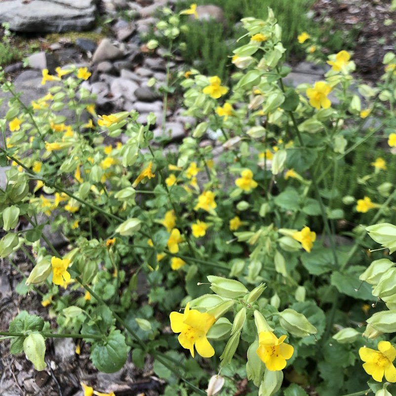 Erythranthe guttata_garden_MM_sq.jpg