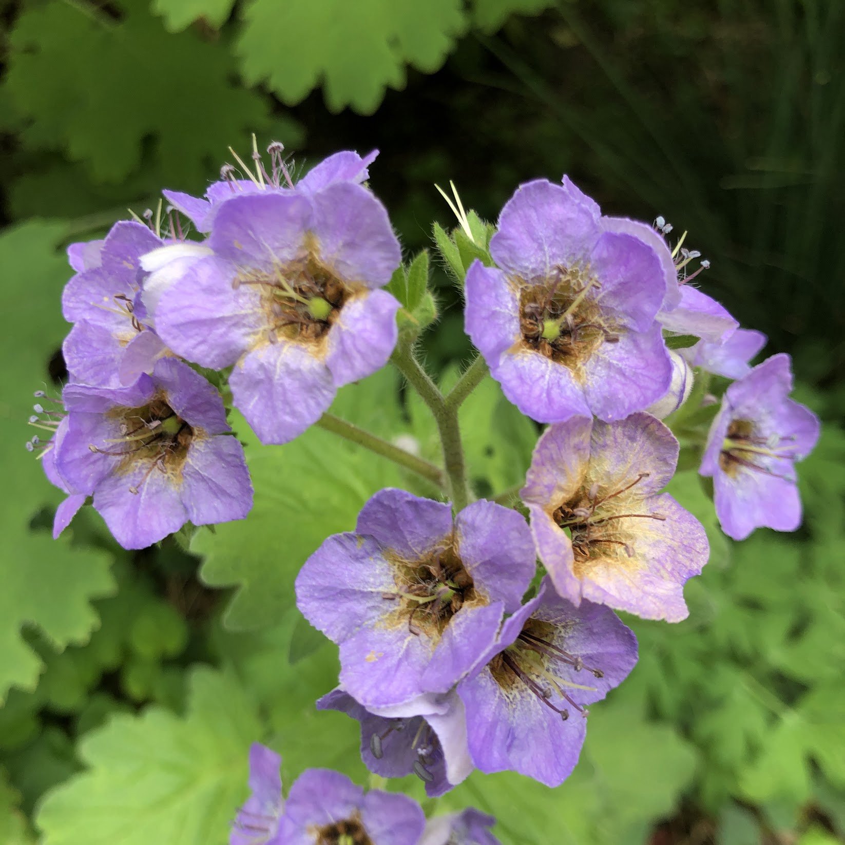 Bolander's Phacelia