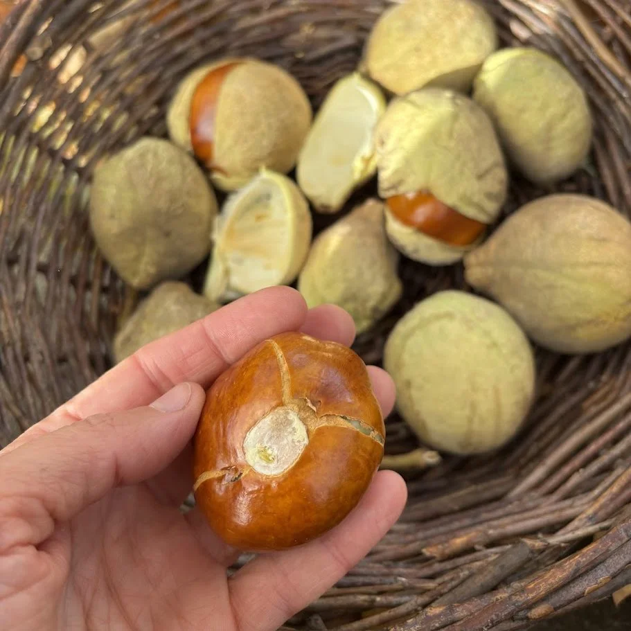California_Buckeye_MMM_sq.jpg