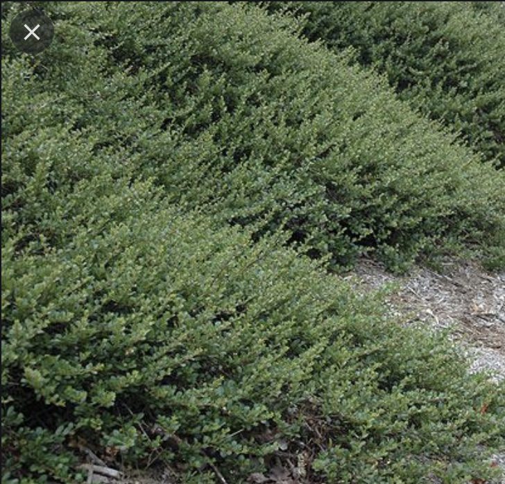 Ceanothus_gloriosus_'Point Reyes'.png