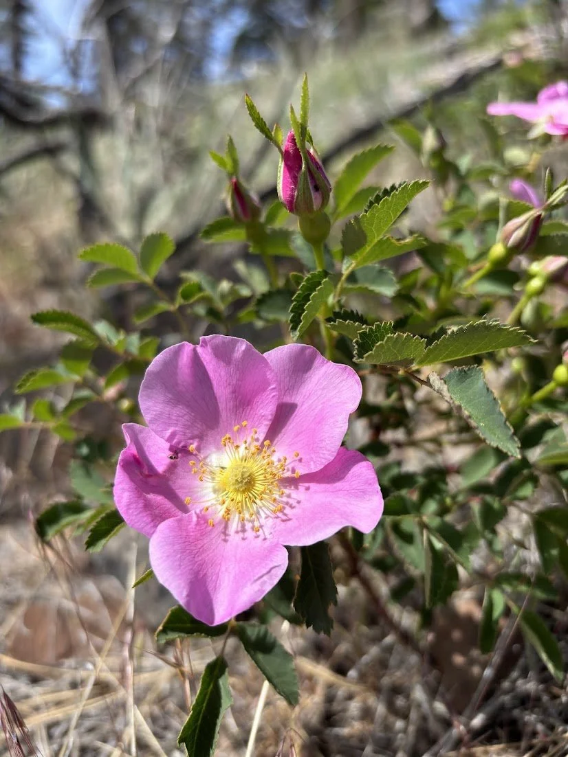 Woods Rose