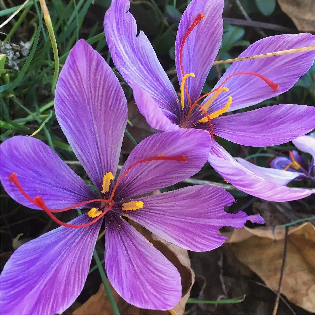 Saffron Crocus