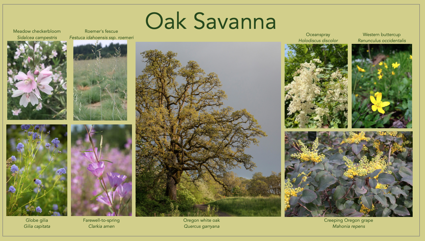 Oak_Savanna_Slide_Flores_ResilienceDesign_2025.png