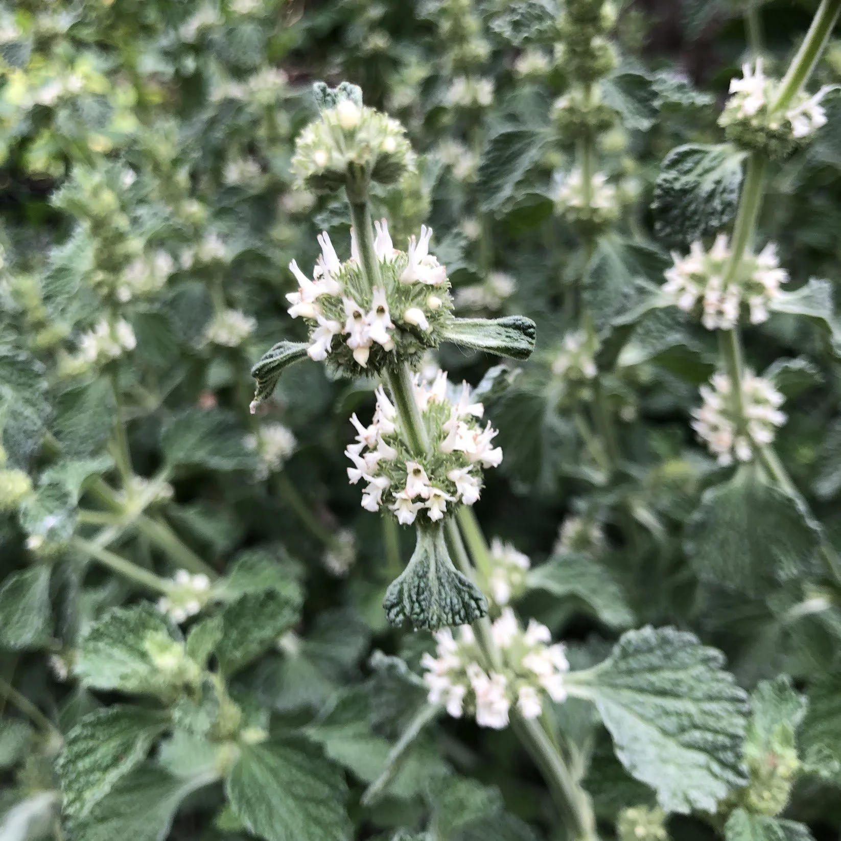 Horehound