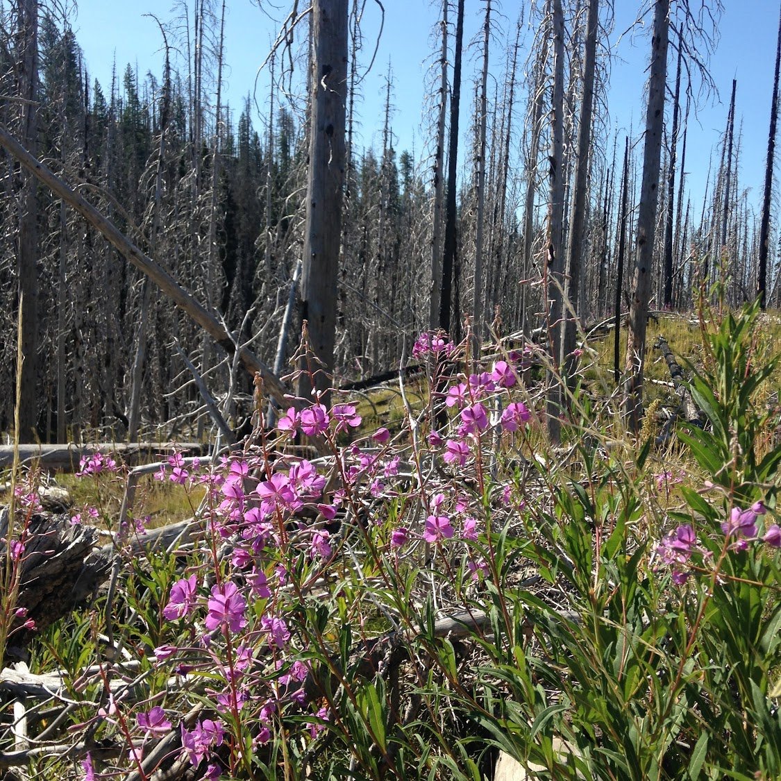 Fireweed_Burn_MM.jpg