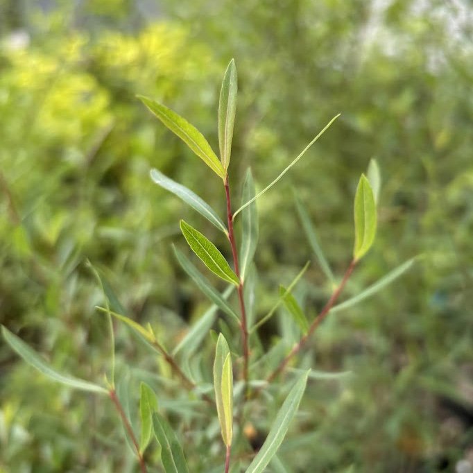 Arctic_willow_Nana_MMM.jpg