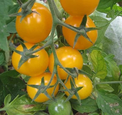 Tomato 'Sungold'