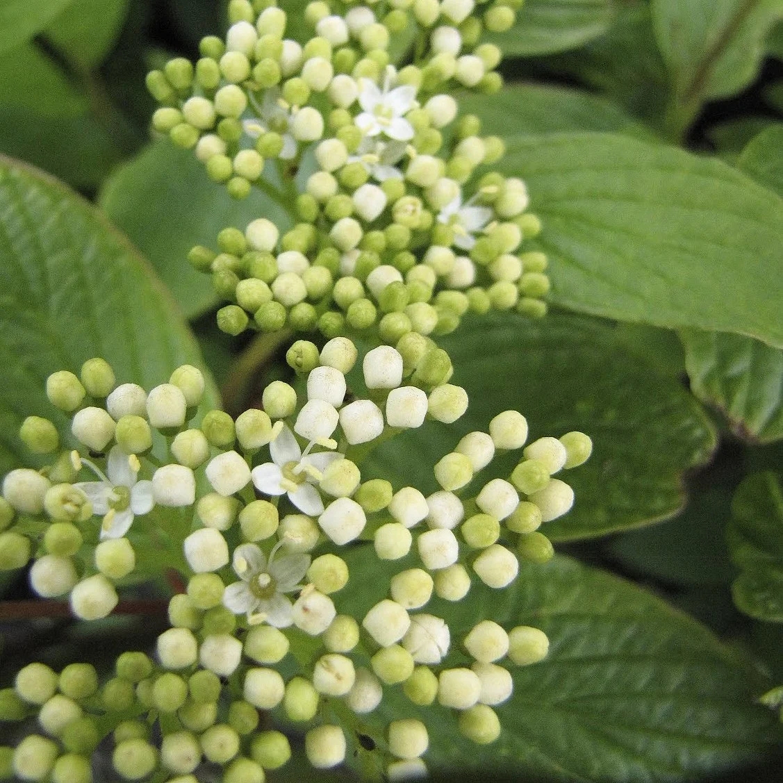 Dogwood_flowers_MM.jpg