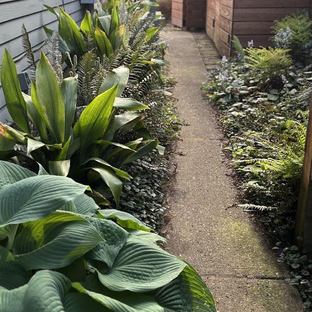Cast_iron_Shade_sideyard_Ayon_2025_MMM.jpg