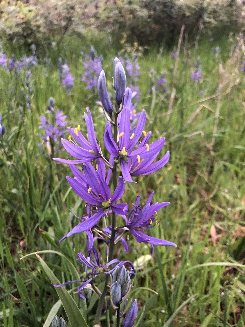 Camas_common_MM.jpg
