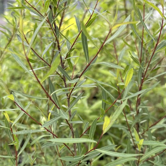 Arctic_willow_2_MM_sm.jpg
