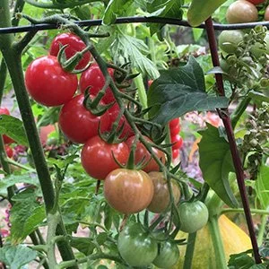 Tomato 'Pinky'
