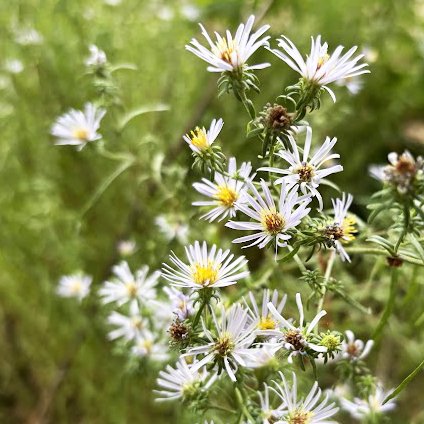 Eaton's Aster Seed