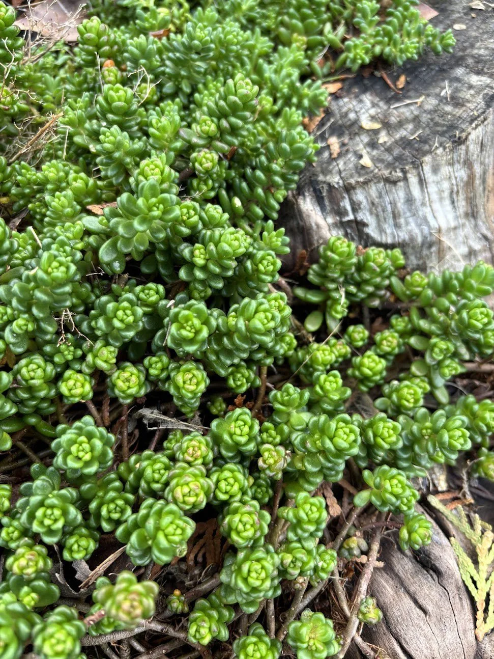 Sedum album 'Athoum"