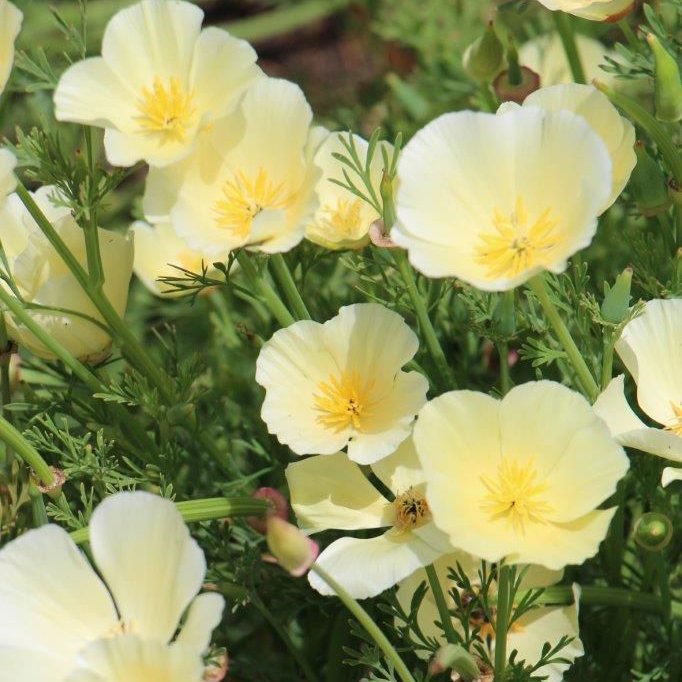California_poppy_Cream_web.jpg