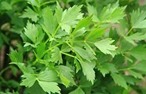 Lovage_web.jpg