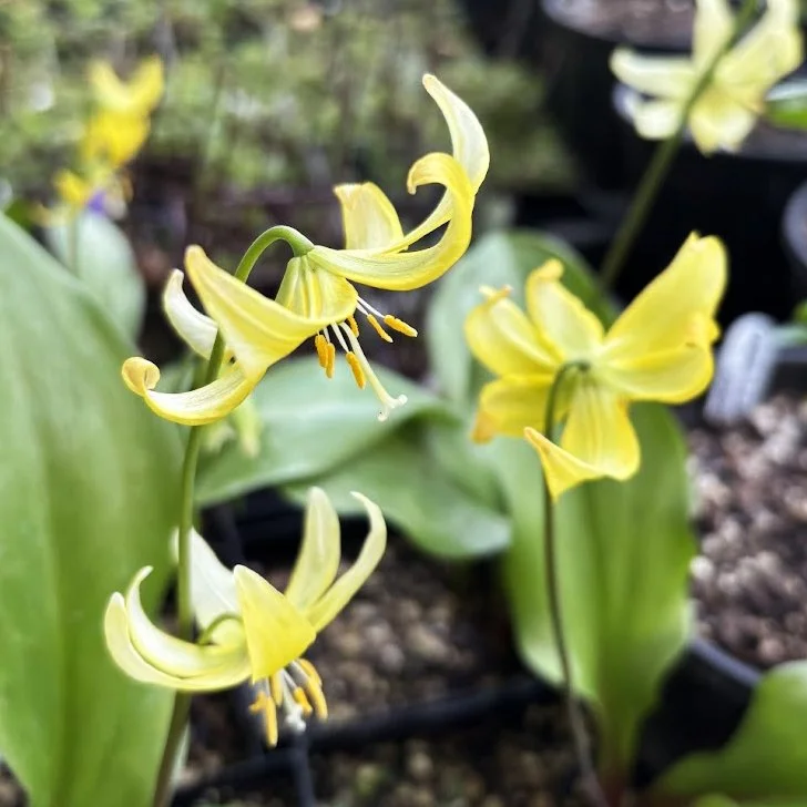Yellow fawn lily 'Pagoda'