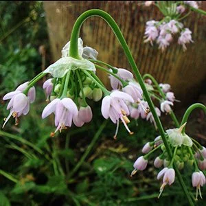 Allium_cernuum_Nodding_onion_MMM.jpg