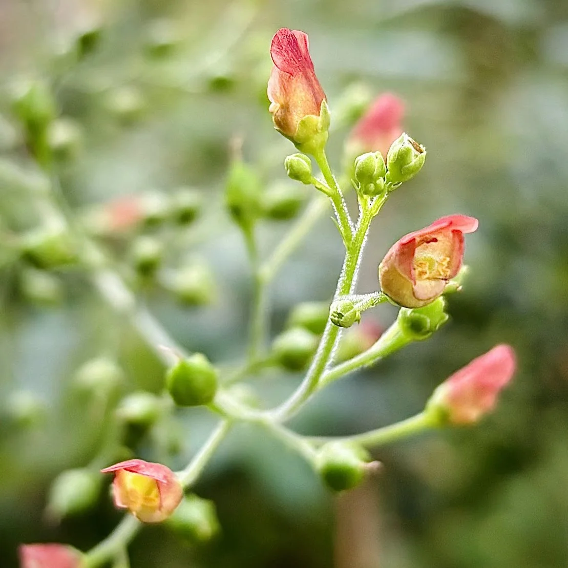 California_figwort_MMM_sq.jpg
