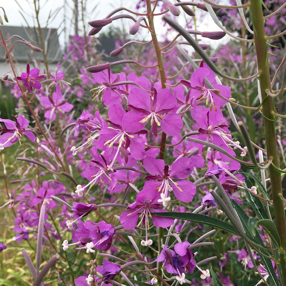 Fireweed_Flowers_MM.jpg
