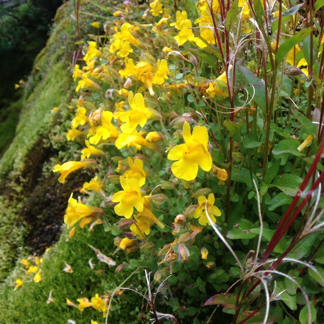 Yellow Monkeyfower Seed