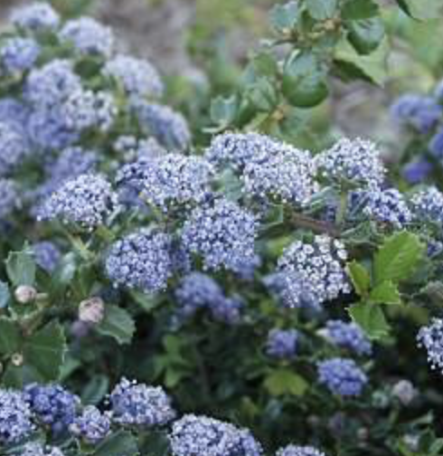 Ceanothus_gloriosus_'Point Reyes'_blooms.png