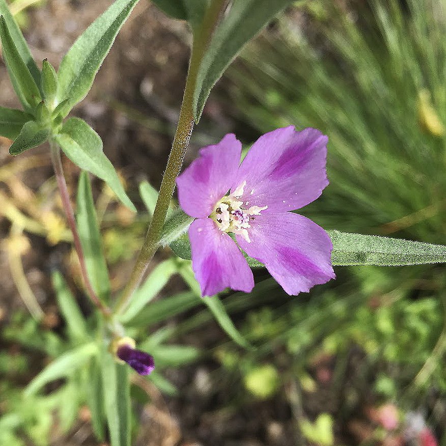 Winecup Clarkia Seed