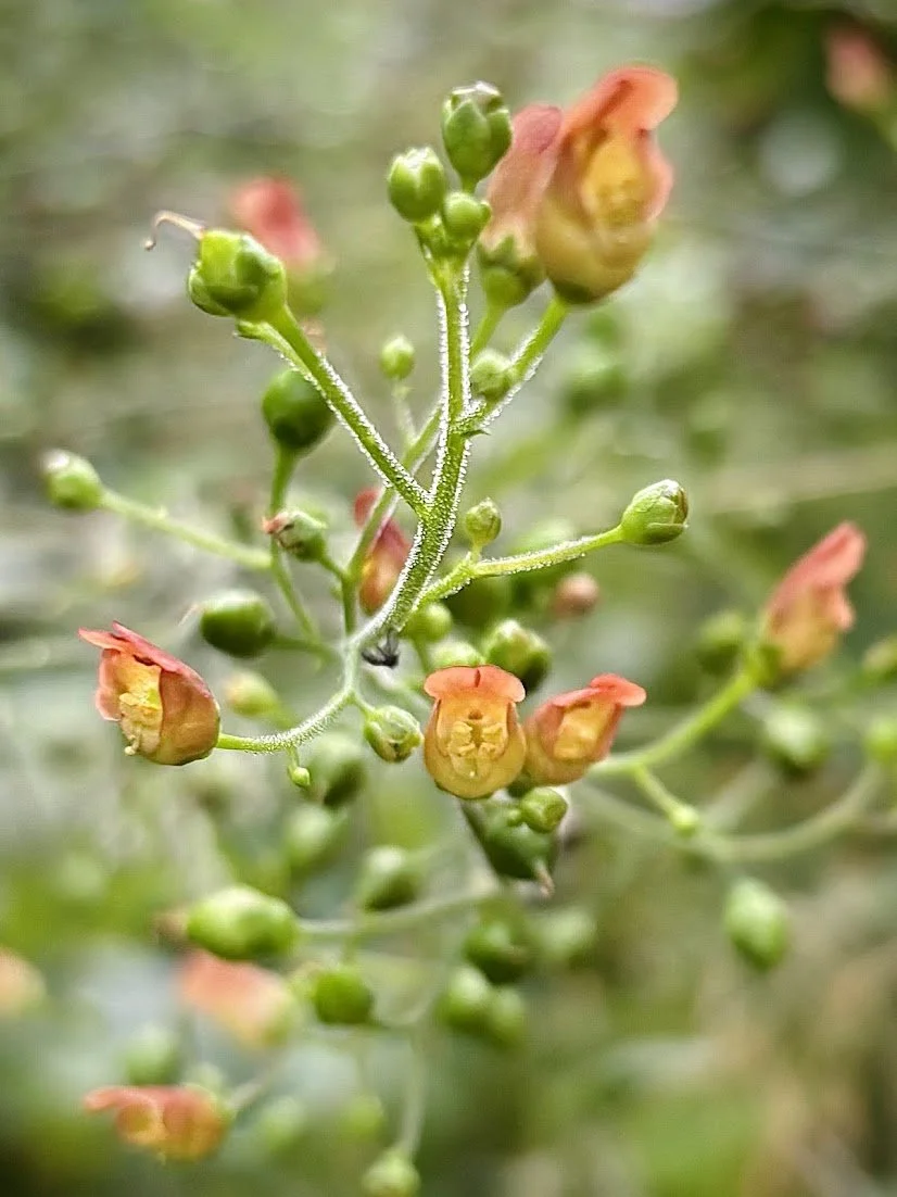 California Figwort, or California Bee Plant