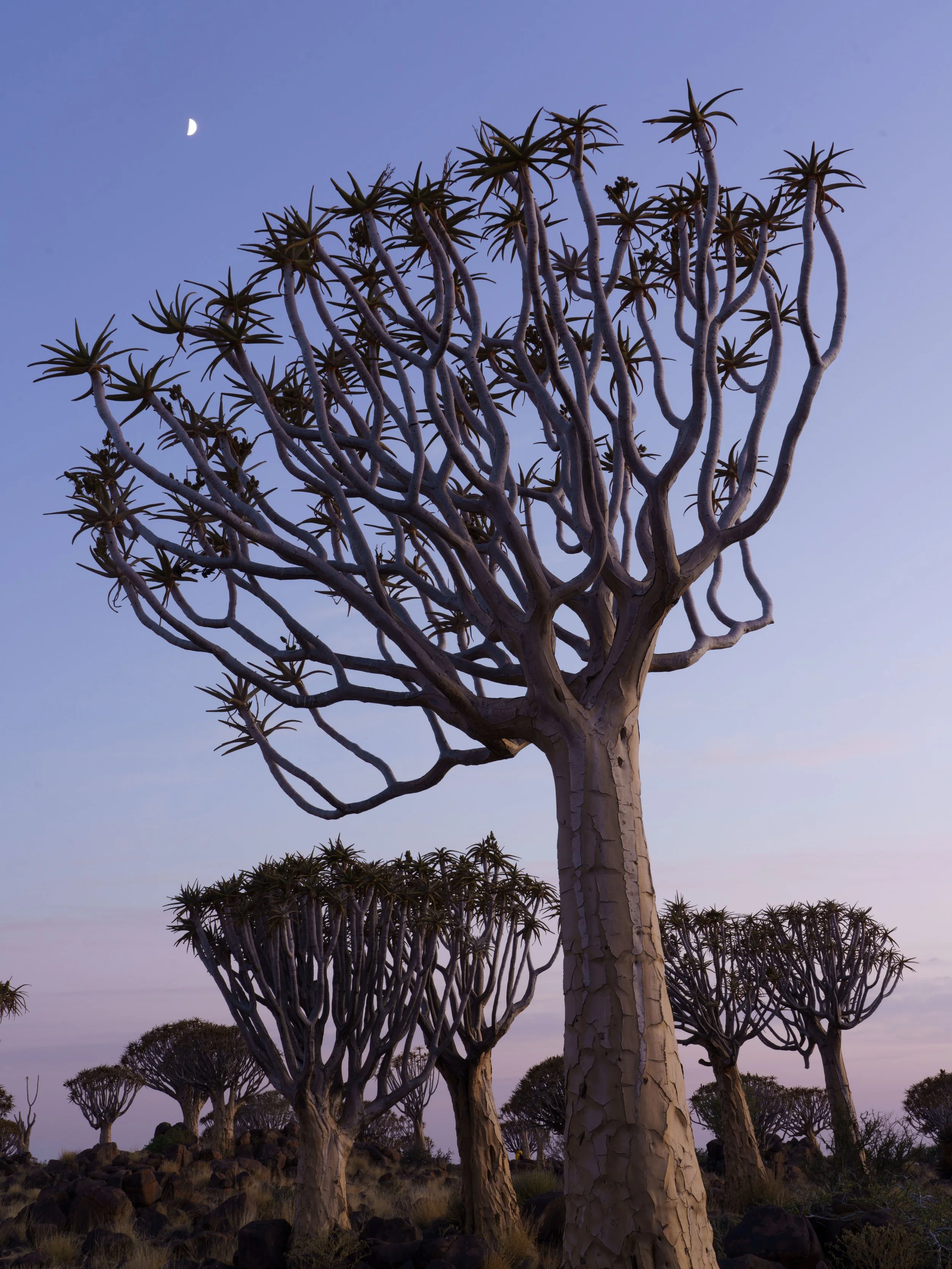Quiver Tree Forest 18th Sept Dawn Shoot 14.jpg