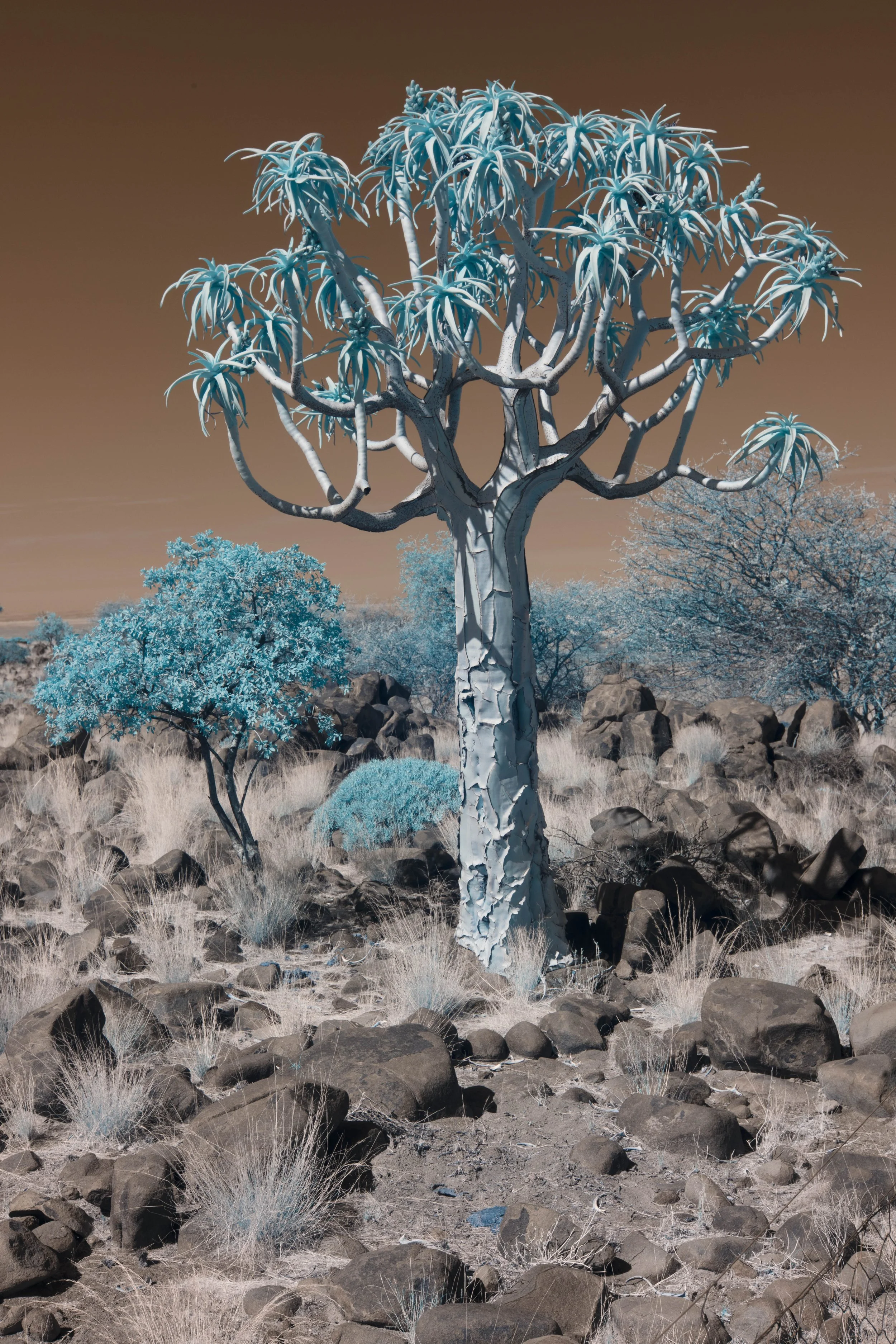 Quiver Tree Forest 18th Sept IR Shoot 06.jpg