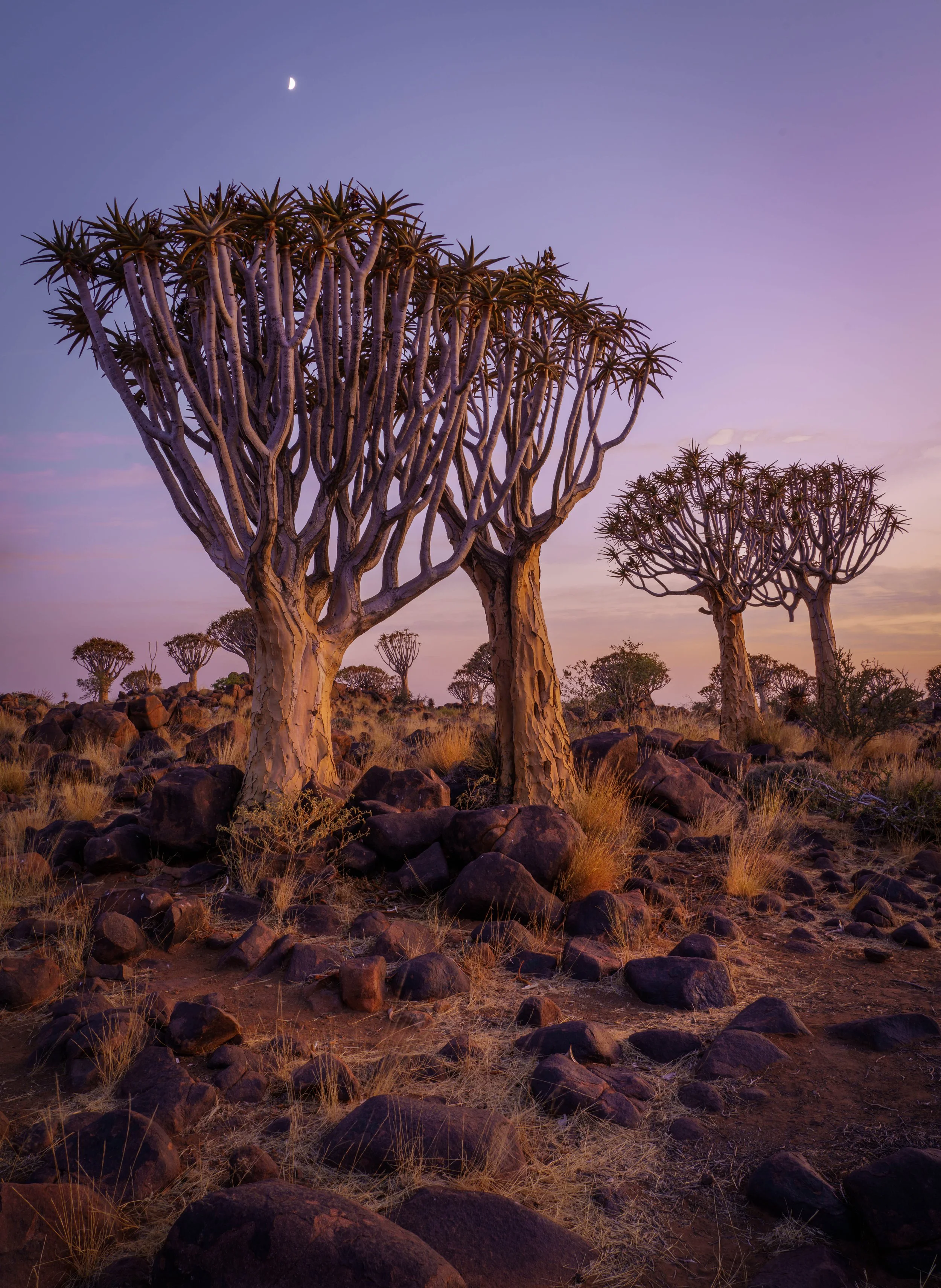 Quiver Tree Forest 18th Sept Dawn Shoot 10-Edit.jpg