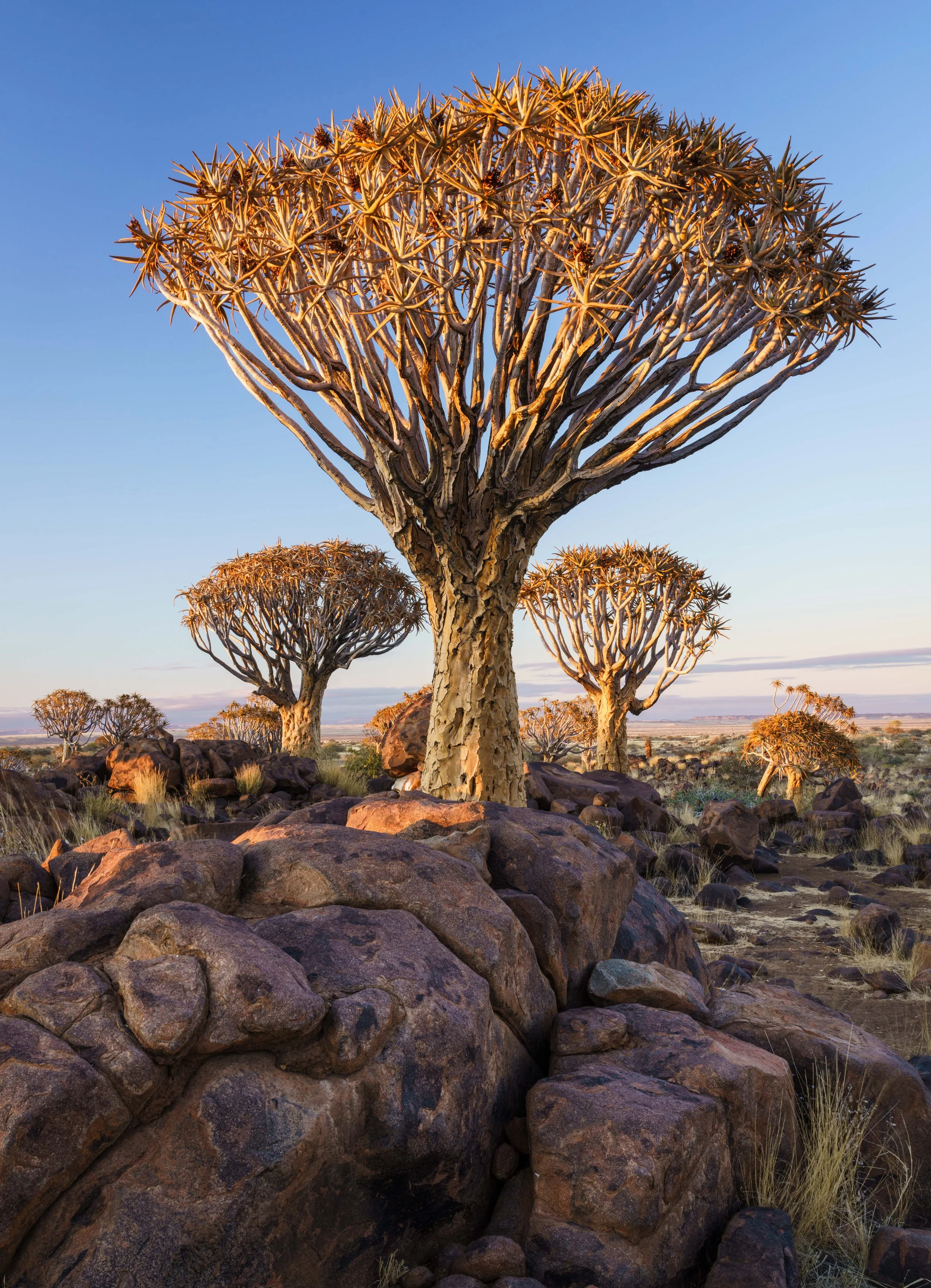 Quiver Tree Forest 19th Sept Dawn Shoot 21.jpg