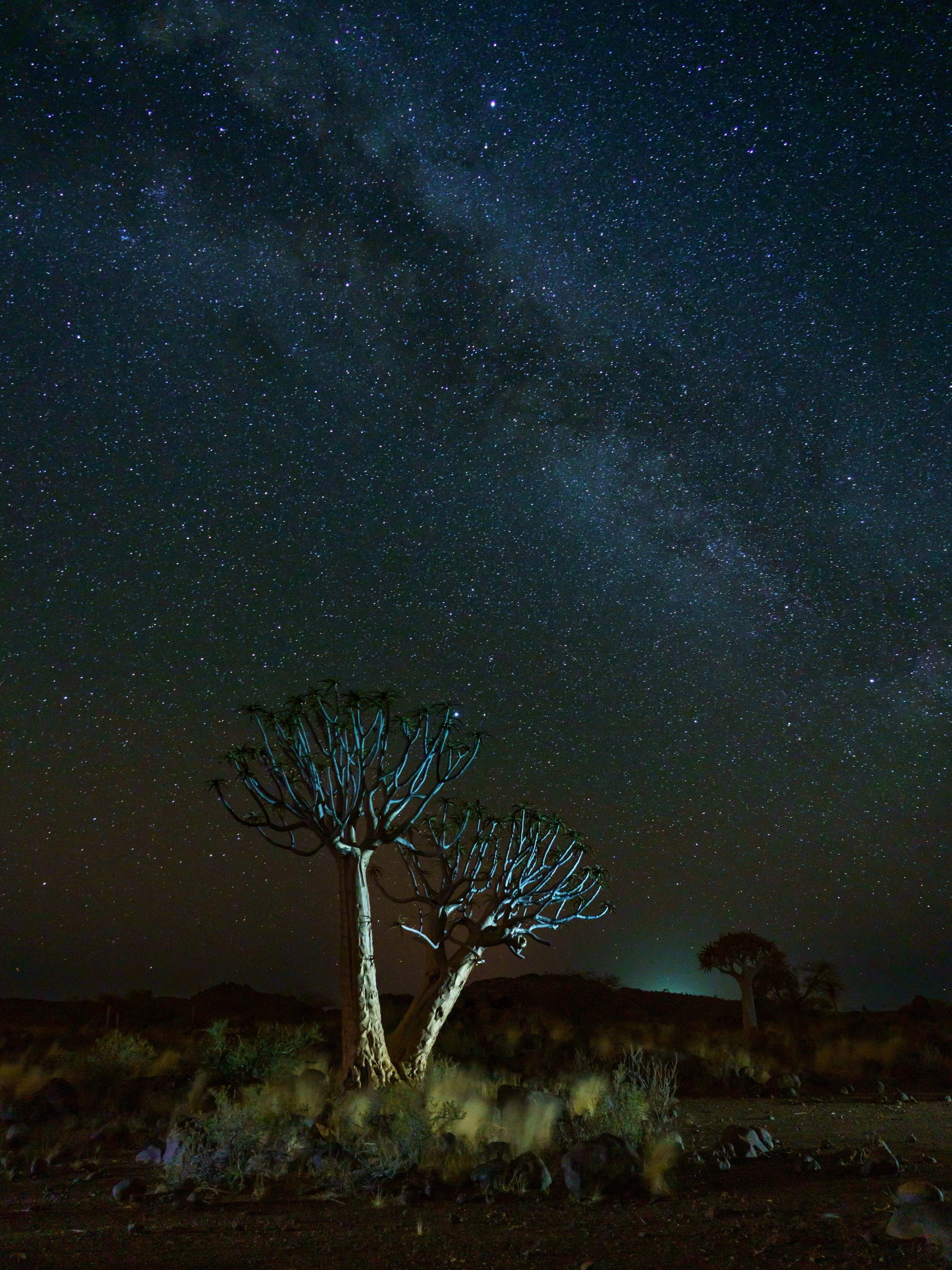 Quiver Tree Forest 18th Light painting 19.jpg