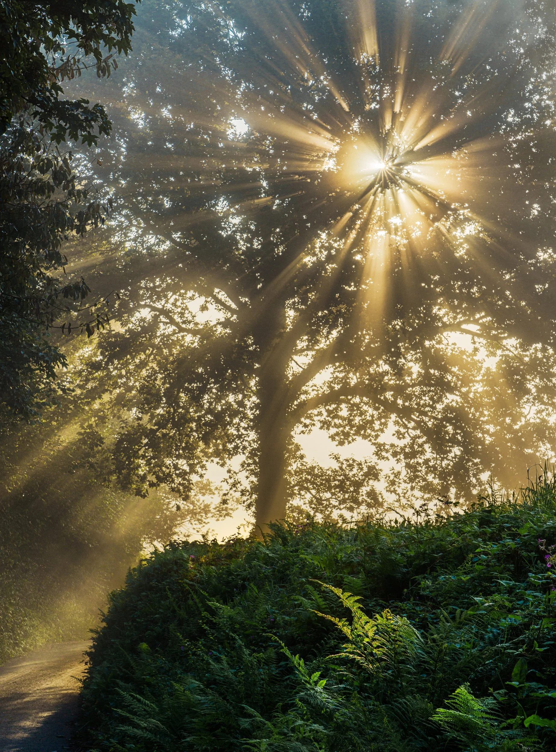 Just wandering around in the morning